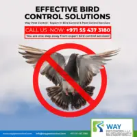 Effective Bird Control Services in Dubai: Contact Us Today!