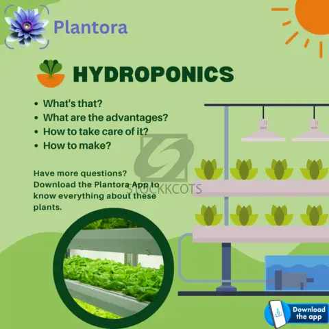 What are Hydroponics and How to take care of it? - 1