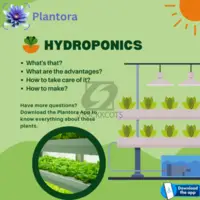 What are Hydroponics and How to take care of it?