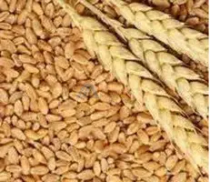 Durum Wheat Exporter - 1