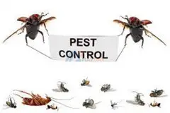 Pest Control in Eastrand - 1