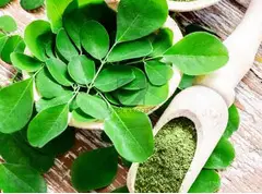 Wholesale Organic Moringa Leaf Powder Bulk Manufacturers
