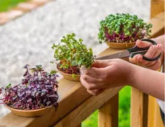Start Journey with Our Microgreens Growing Kit for Fresh and Nutrient-Packed Harvest