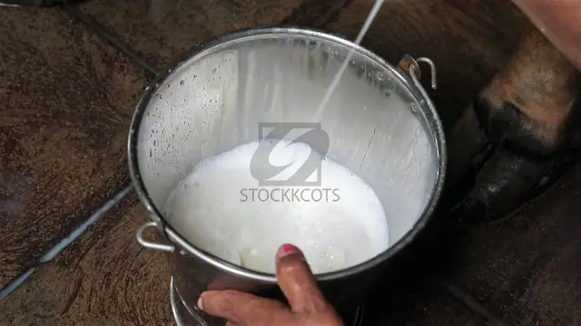 Quality Gir Cow Milk at Affordable Prices in Ahmedabad: Order Now - 1