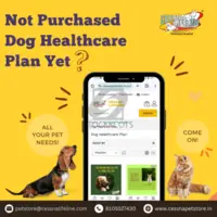 Dog Healthcare Plan - 1