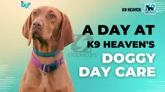 Doggy Daycare - 1