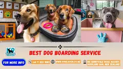 Dog Boarding Service