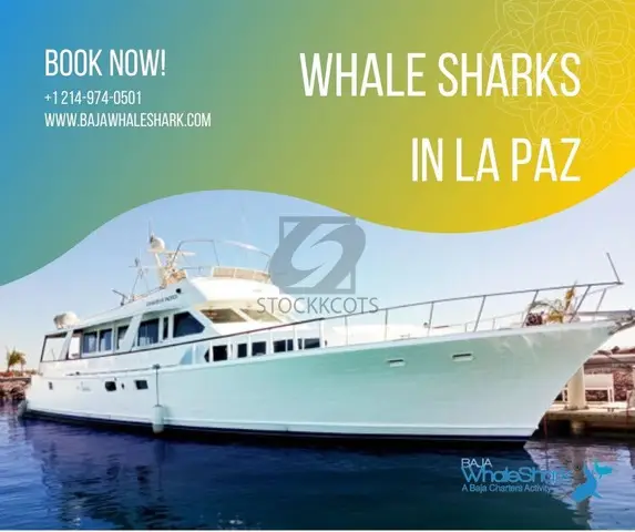 Affordable Whale Shark in La Paz - 1