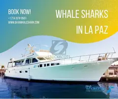 Affordable Whale Shark in La Paz