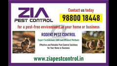 Rodent pest Control at Vasanth nagar Bangalore | Zia Pest service | 3090 |